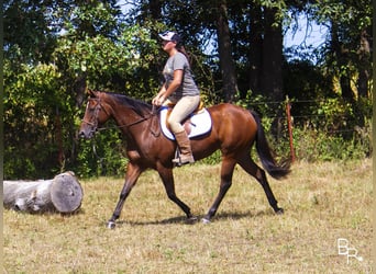 Altri cavalli a sangue caldo, Giumenta, 12 Anni, 152 cm, Baio ciliegia