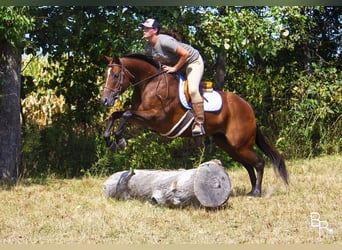 Altri cavalli a sangue caldo, Giumenta, 12 Anni, 152 cm, Baio ciliegia