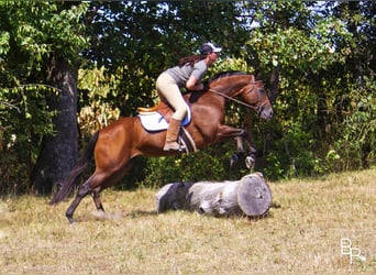 Altri cavalli a sangue caldo, Giumenta, 12 Anni, 152 cm, Baio ciliegia