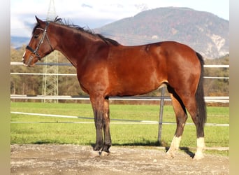 Altri cavalli a sangue caldo, Giumenta, 12 Anni, 157 cm, Baio