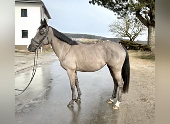 Altri cavalli a sangue caldo, Giumenta, 12 Anni, 158 cm, Morello