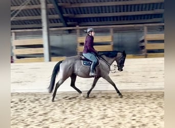 Altri cavalli a sangue caldo, Giumenta, 12 Anni, 158 cm, Morello