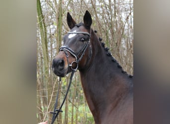 Altri cavalli a sangue caldo, Giumenta, 12 Anni, 165 cm, Baio nero