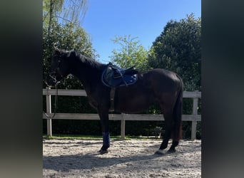 Altri cavalli a sangue caldo, Giumenta, 12 Anni, 167 cm, Morello