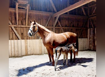 Altri cavalli a sangue caldo, Giumenta, 12 Anni, 169 cm, Sauro