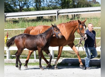 Altri cavalli a sangue caldo, Giumenta, 12 Anni, 169 cm, Sauro
