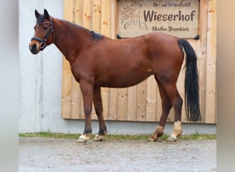 Altri cavalli a sangue caldo, Giumenta, 13 Anni, 151 cm, Baio