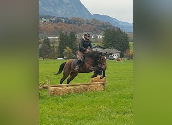 Altri cavalli a sangue caldo, Giumenta, 13 Anni, 157 cm, Baio