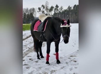 Altri cavalli a sangue caldo, Giumenta, 13 Anni, 158 cm, Baio nero