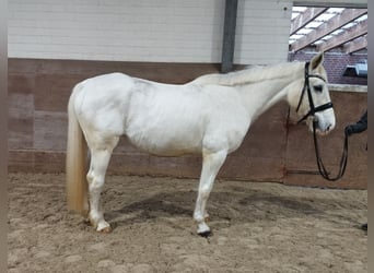 Altri cavalli a sangue caldo, Giumenta, 13 Anni, 160 cm, Grigio