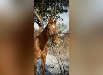 Altri cavalli a sangue caldo, Giumenta, 14 Anni, 157 cm, Sauro