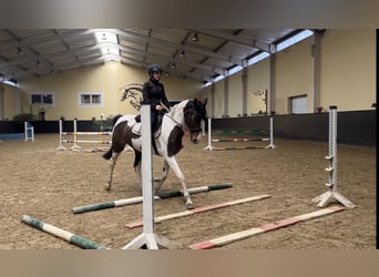 Altri cavalli a sangue caldo Mix, Giumenta, 14 Anni, 162 cm, Pezzato