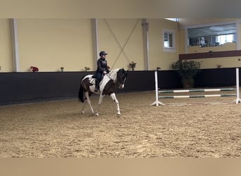 Altri cavalli a sangue caldo Mix, Giumenta, 14 Anni, 162 cm, Pezzato