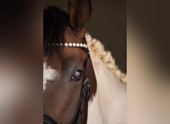 Altri cavalli a sangue caldo Mix, Giumenta, 14 Anni, 162 cm, Pezzato