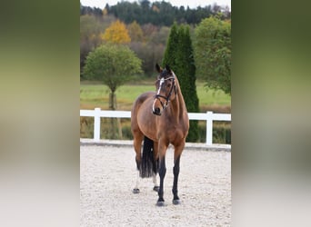 Altri cavalli a sangue caldo, Giumenta, 14 Anni, 165 cm, Baio