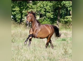 Altri cavalli a sangue caldo, Giumenta, 14 Anni, 165 cm, Baio scuro