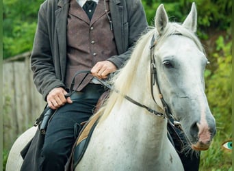 Altri cavalli a sangue caldo, Giumenta, 15 Anni, 160 cm, Grigio