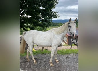 Altri cavalli a sangue caldo, Giumenta, 15 Anni