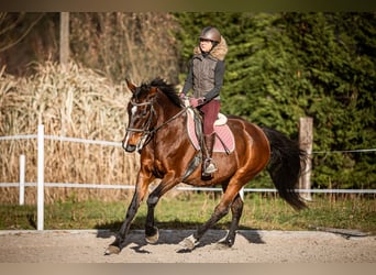 Altri cavalli a sangue caldo, Giumenta, 16 Anni, 165 cm, Baio