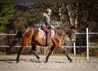 Altri cavalli a sangue caldo, Giumenta, 16 Anni, 165 cm, Baio