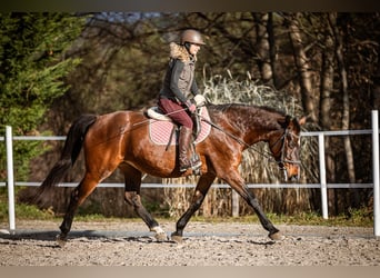 Altri cavalli a sangue caldo, Giumenta, 16 Anni, 165 cm, Baio