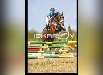 Altri cavalli a sangue caldo, Giumenta, 17 Anni, 169 cm, Baio