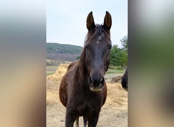 Altri cavalli a sangue caldo, Giumenta, 18 Anni, 160 cm, Morello