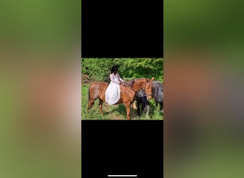 Altri cavalli a sangue caldo, Giumenta, 18 Anni, 160 cm, Sauro