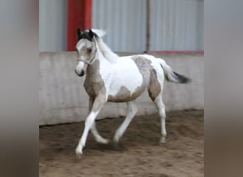 Altri cavalli a sangue caldo, Giumenta, 1 Anno, 165 cm, Pezzato