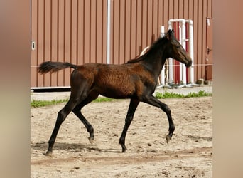 Altri cavalli a sangue caldo, Giumenta, 1 Anno, 166 cm, Baio nero