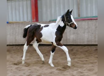 Altri cavalli a sangue caldo, Giumenta, 1 Anno, 168 cm, Pezzato