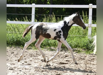 Altri cavalli a sangue caldo, Giumenta, 1 Anno, 168 cm, Pezzato