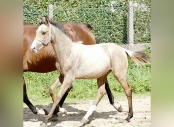 Altri cavalli a sangue caldo, Giumenta, 1 Anno, 170 cm, Pelle di daino