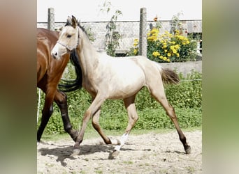 Altri cavalli a sangue caldo, Giumenta, 1 Anno, 170 cm, Pelle di daino