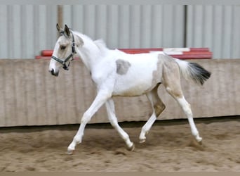 Altri cavalli a sangue caldo, Giumenta, 1 Anno, 170 cm, Pezzato