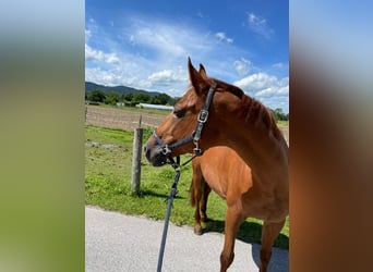 Altri cavalli a sangue caldo, Giumenta, 25 Anni, Sauro