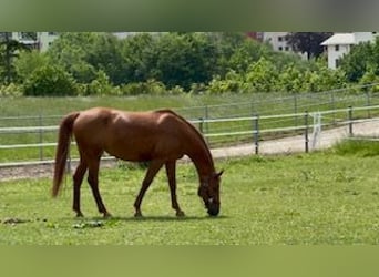 Altri cavalli a sangue caldo, Giumenta, 25 Anni, Sauro