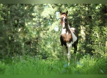 Altri cavalli a sangue caldo Mix, Giumenta, 2 Anni, 140 cm, Pezzato