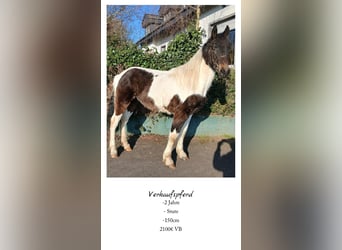 Altri cavalli a sangue caldo, Giumenta, 2 Anni, 150 cm, Pezzato