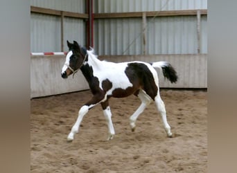 Altri cavalli a sangue caldo, Giumenta, 2 Anni, 168 cm