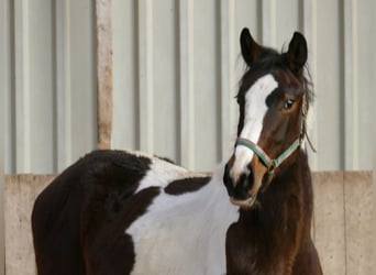 Altri cavalli a sangue caldo, Giumenta, 2 Anni, 168 cm, Pezzato