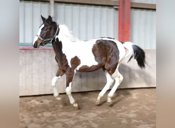 Altri cavalli a sangue caldo, Giumenta, 2 Anni, 168 cm, Pezzato