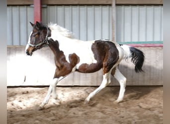 Altri cavalli a sangue caldo, Giumenta, 2 Anni, 168 cm, Pezzato