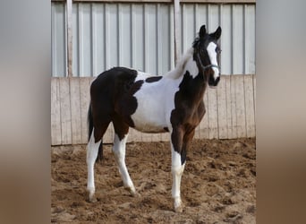 Altri cavalli a sangue caldo, Giumenta, 2 Anni, 168 cm, Pezzato