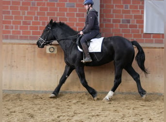 Altri cavalli a sangue caldo Mix, Giumenta, 3 Anni, 154 cm
