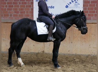 Altri cavalli a sangue caldo Mix, Giumenta, 3 Anni, 154 cm