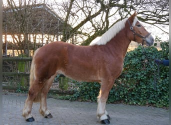 Altri cavalli a sangue caldo Mix, Giumenta, 3 Anni, 154 cm, Sauro