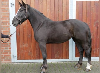 Altri cavalli a sangue caldo, Giumenta, 3 Anni, 155 cm