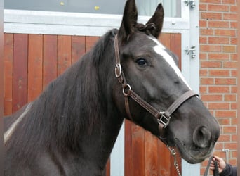 Altri cavalli a sangue caldo, Giumenta, 3 Anni, 155 cm