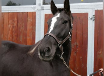 Altri cavalli a sangue caldo, Giumenta, 3 Anni, 155 cm